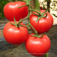 Semillas de tomate híbrido HT23 Souji f1 con alto rendimiento, adecuado para invernadero